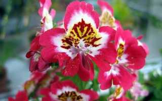 Схизантус — использование в ландшафтном дизайне, схизантус в саду и домашних условиях, когда посадить в 2021 году, ТОП лучших фото