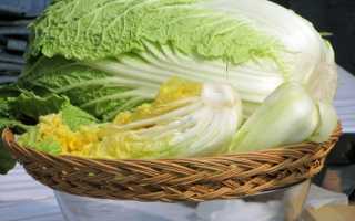 Пекинская капуста на огороде: выращивание и уход за ней