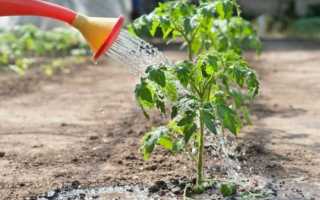 Томат Карамель: характеристика и описание сорта, урожайность с фото