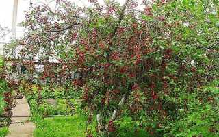 Особенности посадки и ухода за вишней Шпанка