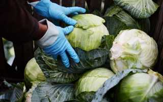 Сбор урожая капусты: сроки, когда собирать, хранение