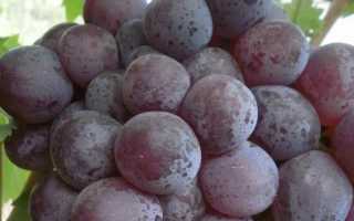 Особенности винограда «Эверест» и других гибридов селекции Павловского Е.Г.