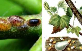 Щитовка на смородине: как бороться с вредителем