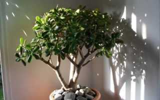 Как цветет денежное дерево — что нужно делать для этого