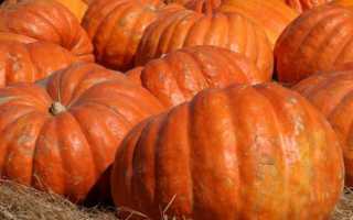 Скрещенный кабачок и тыква рецепты. Рагу из тыквы и кабачка. Тыква, запеченная с кабачком