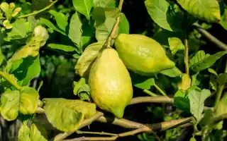 Болезни и вредители домашнего лимона, что делать и методы лечения