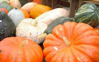 Лучшие сорта тыквы для Подмосковья для открытого грунта