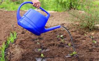 ТОП-6 эффективных способов использования активированного угля для комнатных растений