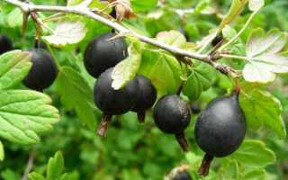 Йошта: полезные свойства и противопоказания ягоды