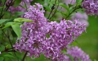 Как вырастить персидскую сирень и правильно ухаживать за ней