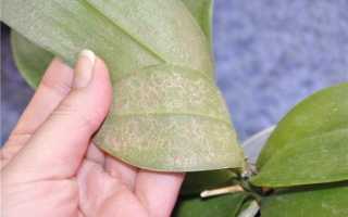 Как распознать вредителей на орхидее фаленопсис? Описание и популярные способы избавления от вредных насекомых