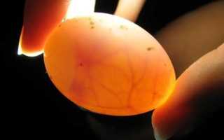 Инкубация гусиных яиц в домашних условиях: как достигнуть максимальной выводимости?