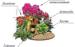 Оформление сада хостами: фото цветов на клумбе, лучшие соседи