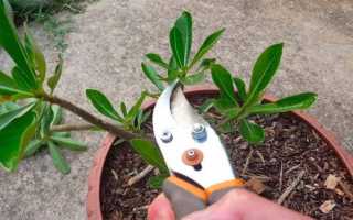 Как обрезать адениум в домашних условиях, чтобы начал ветвиться