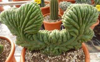 Цереус: виды кактусов и уход в домашних условиях
