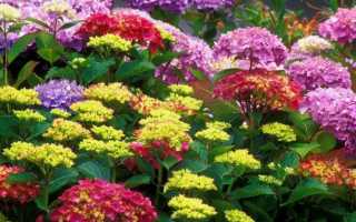 Лучшие сорта и виды многолетних цветов для Урала, специфика выращивания
