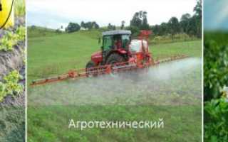 Как избавиться от колорадского жука народными и хическими средствами