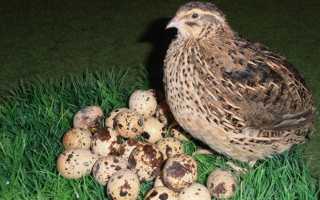 Почему перепела не несут яйца?