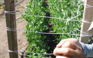Как правильно подвязывать и создавать опору для гороха в открытом грунте