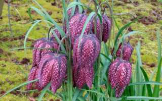 Рябчик (Fritillaria) – не только красив, но и полезен в саду
