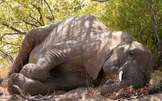 Где прячутся птицы во время грозы. Как птицы ухитряются пережить ураганы?