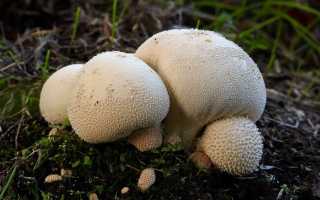 Съедобный ли гриб дождевик и как его отличить от ядовитого