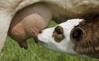 Калорийность Молозиво. Химический состав и пищевая ценность.