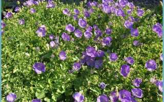 Колокольчик карпатский (Campanula carpatica) «Clips» (white) raw 1000 шт.