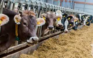 Вакцинация КРС: схема и график прививок животным с рождения