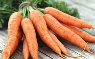 Подробное описание сорта моркови Амстердамская и особенности выращивания этой культуры