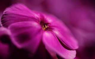 Флокс метельчатый — описание цветка, посадка и уход