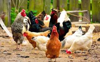 Можно ли кормить кур пенопластом и почему они его едят?