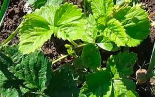 Описание сорта клубники Гигантелла (+фото, отзывы)