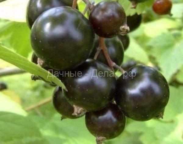 50 лучших сортов черной смородины для средней полосы, Подмосковья, Урала и Сибири