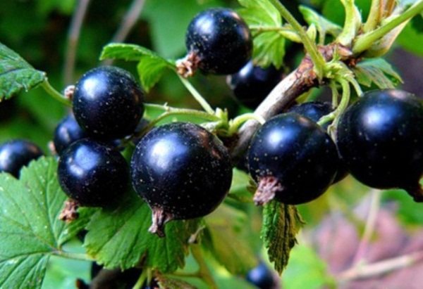 50 лучших сортов черной смородины для средней полосы, Подмосковья, Урала и Сибири