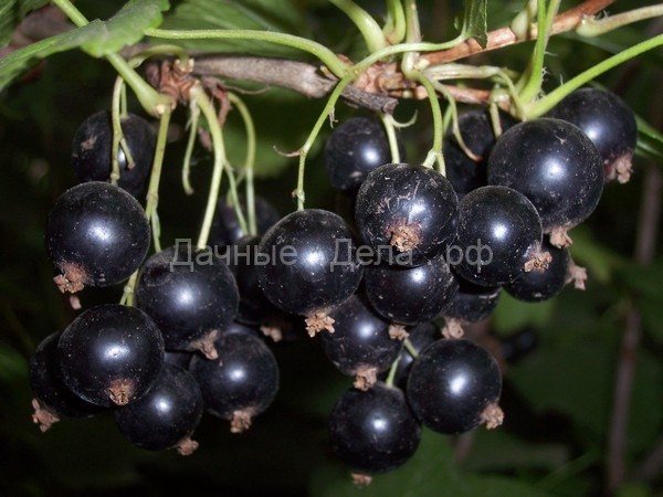 50 лучших сортов черной смородины для средней полосы, Подмосковья, Урала и Сибири