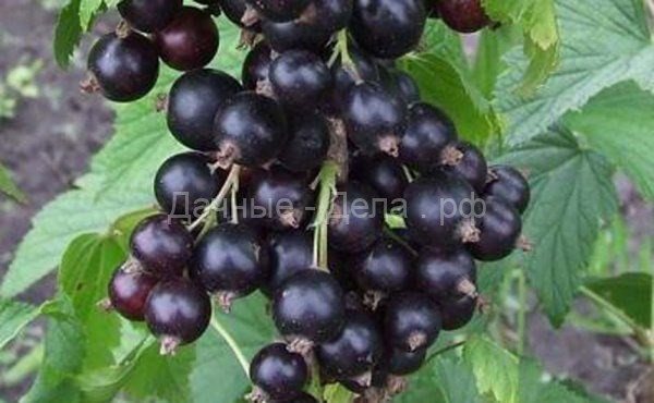 50 лучших сортов черной смородины для средней полосы, Подмосковья, Урала и Сибири