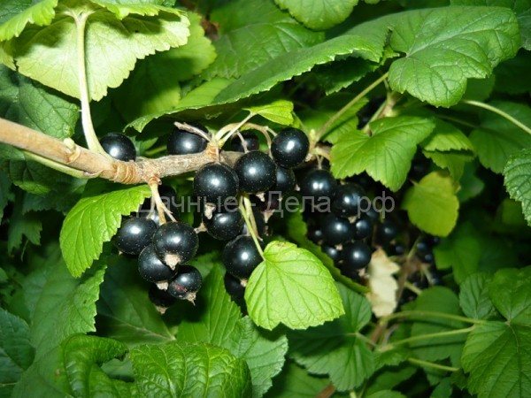 50 лучших сортов черной смородины для средней полосы, Подмосковья, Урала и Сибири