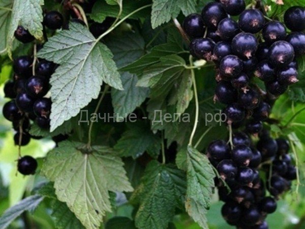 50 лучших сортов черной смородины для средней полосы, Подмосковья, Урала и Сибири