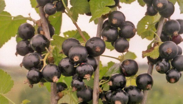50 лучших сортов черной смородины для средней полосы, Подмосковья, Урала и Сибири