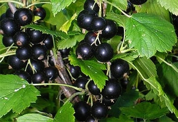 50 лучших сортов черной смородины для средней полосы, Подмосковья, Урала и Сибири