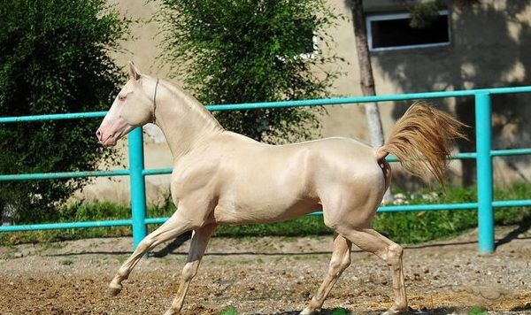 Ак Гез на пастбище