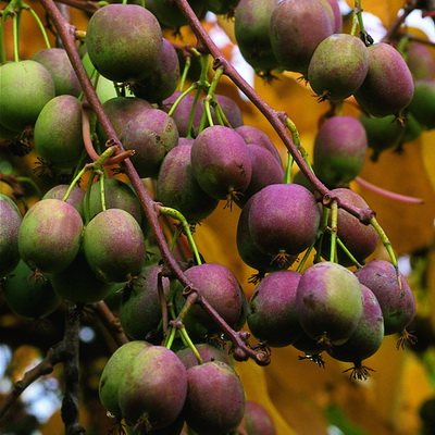 Актинидия (киви). Посадка и уход. Популярные и новые сорта.