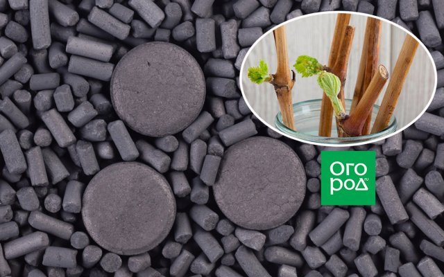 Активированный уголь для черенков