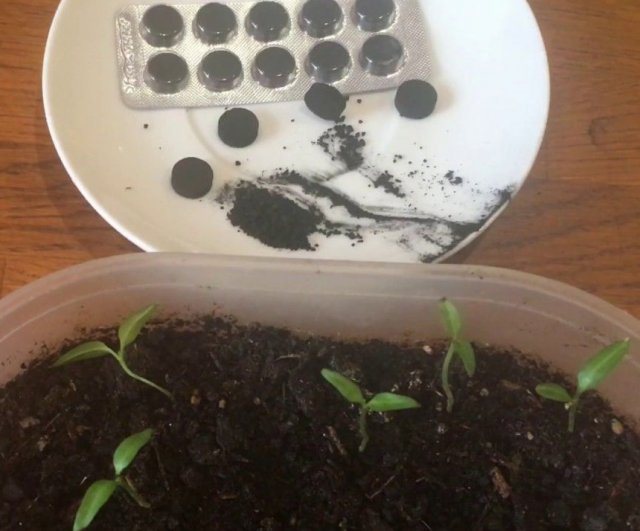 Активированный уголь для рассады