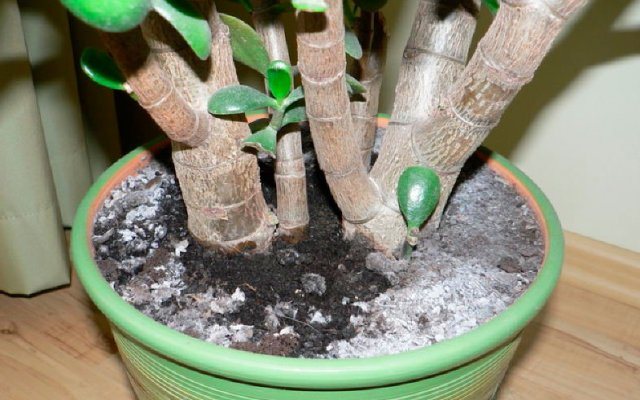 Активированный уголь от плесени