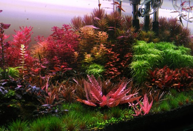 Аквариум травник. Дизайн аквариума