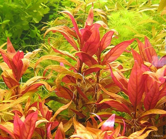 аквариумное растение