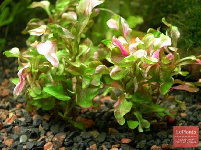 Альтернантера бетзикиана зеленая