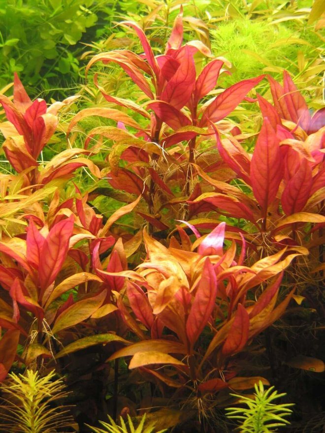 Альтернантера лиловая